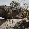 Löwenmännchen mit Siedleragame, Serengeti